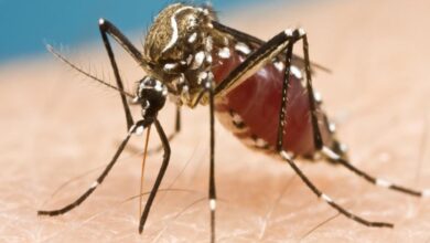 GHMC implements anti-dengue measures across Hyderabad