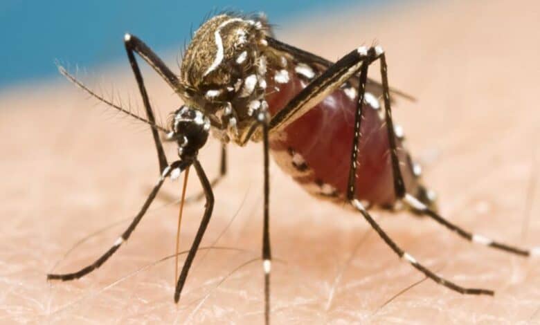 GHMC implements anti-dengue measures across Hyderabad
