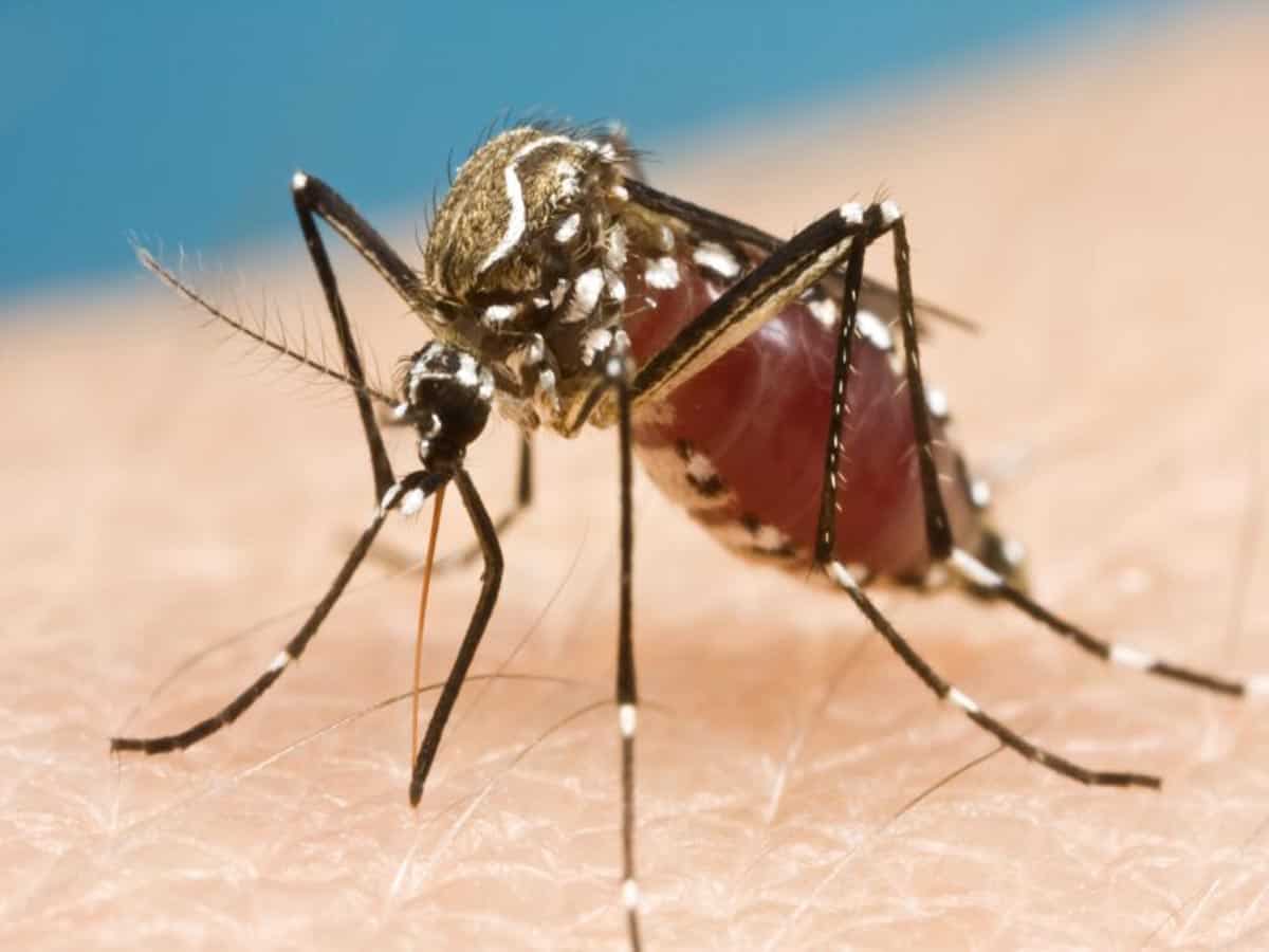 GHMC implements anti-dengue measures across Hyderabad