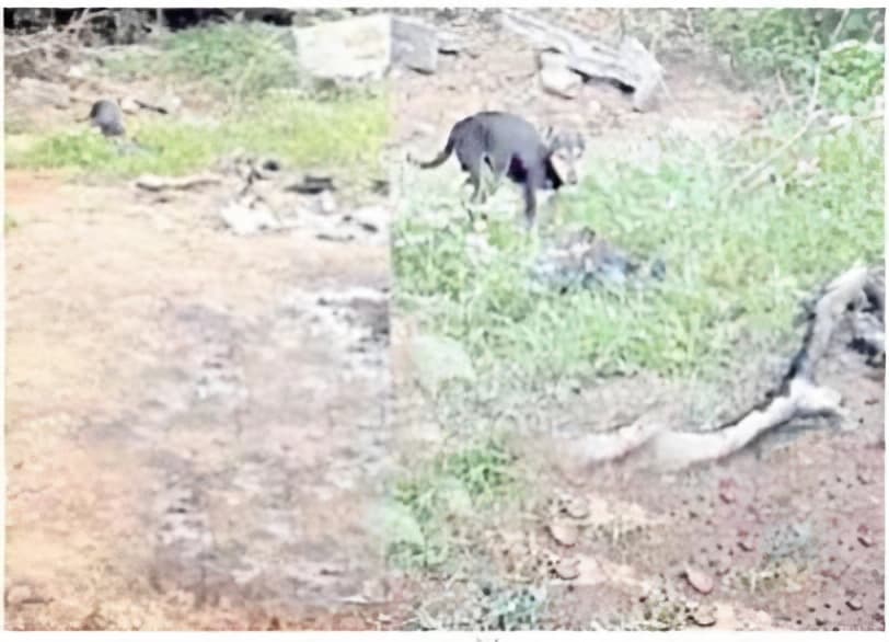 Hyderabad: Video of dogs eating half burnt bodies of COVID victims goes