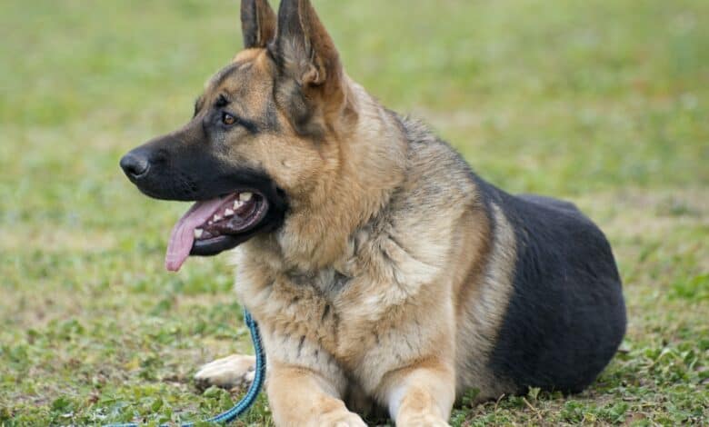 german shepherd in nature