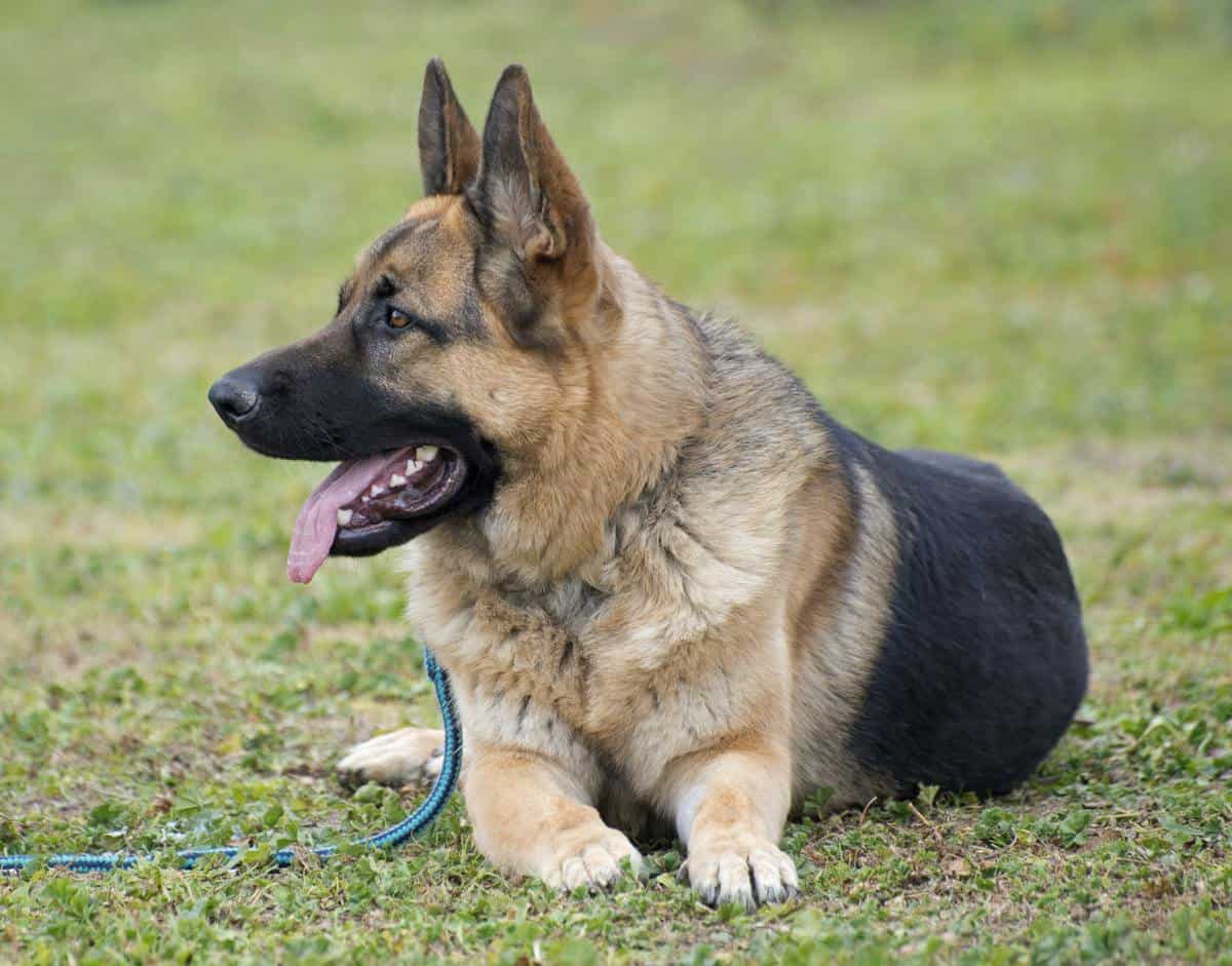 german shepherd in nature