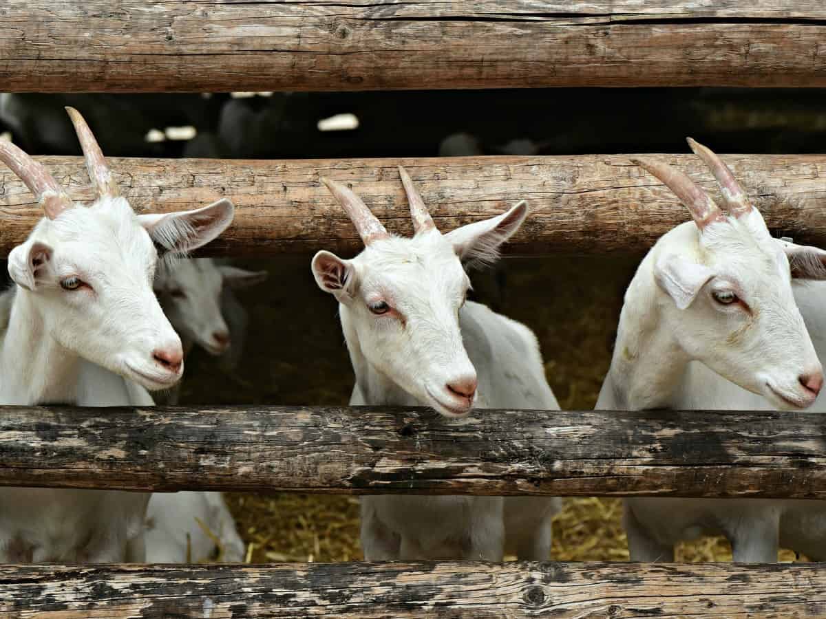 goats