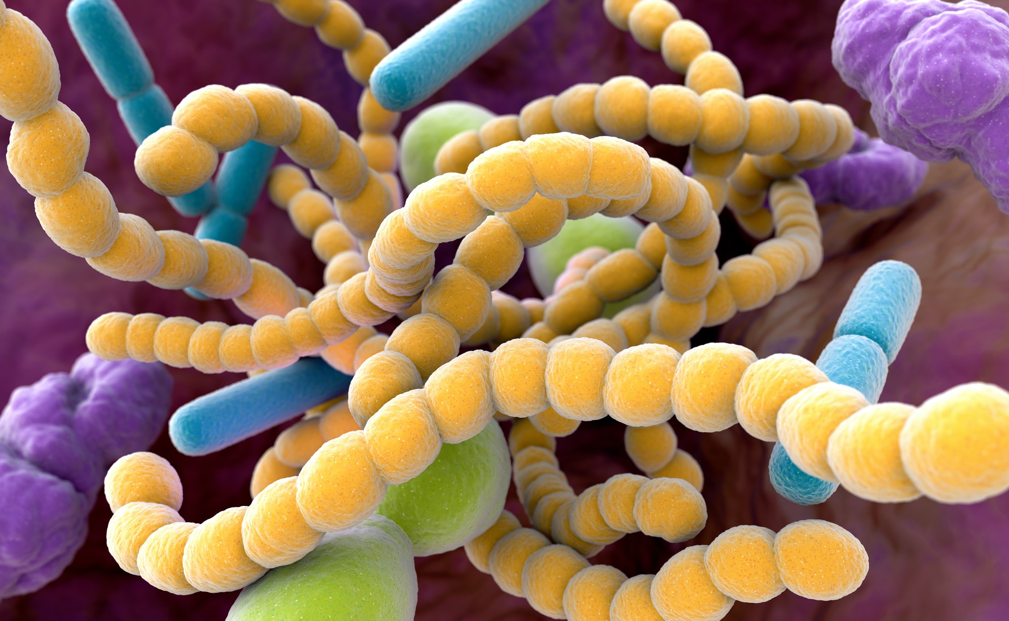 Halitosis Bacteria