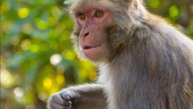 Monkey menace in Karnataka; single women targeted