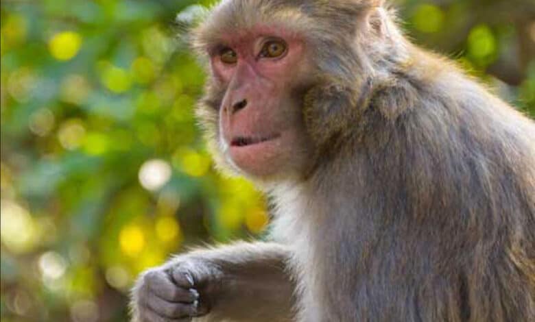 Uttar Pradesh: Chased by monkeys, 5-yr-old falls to death