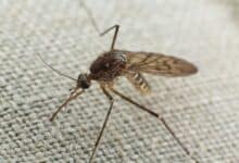 Mosquito trying to bite through cloth