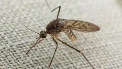 Mosquito trying to bite through cloth