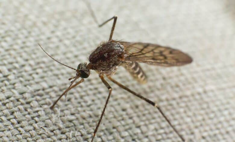 Mosquito trying to bite through cloth