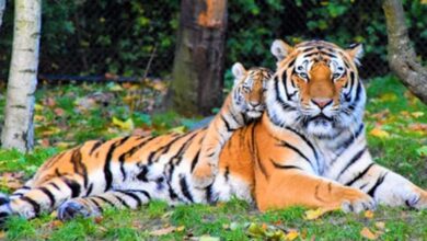 international tigers day