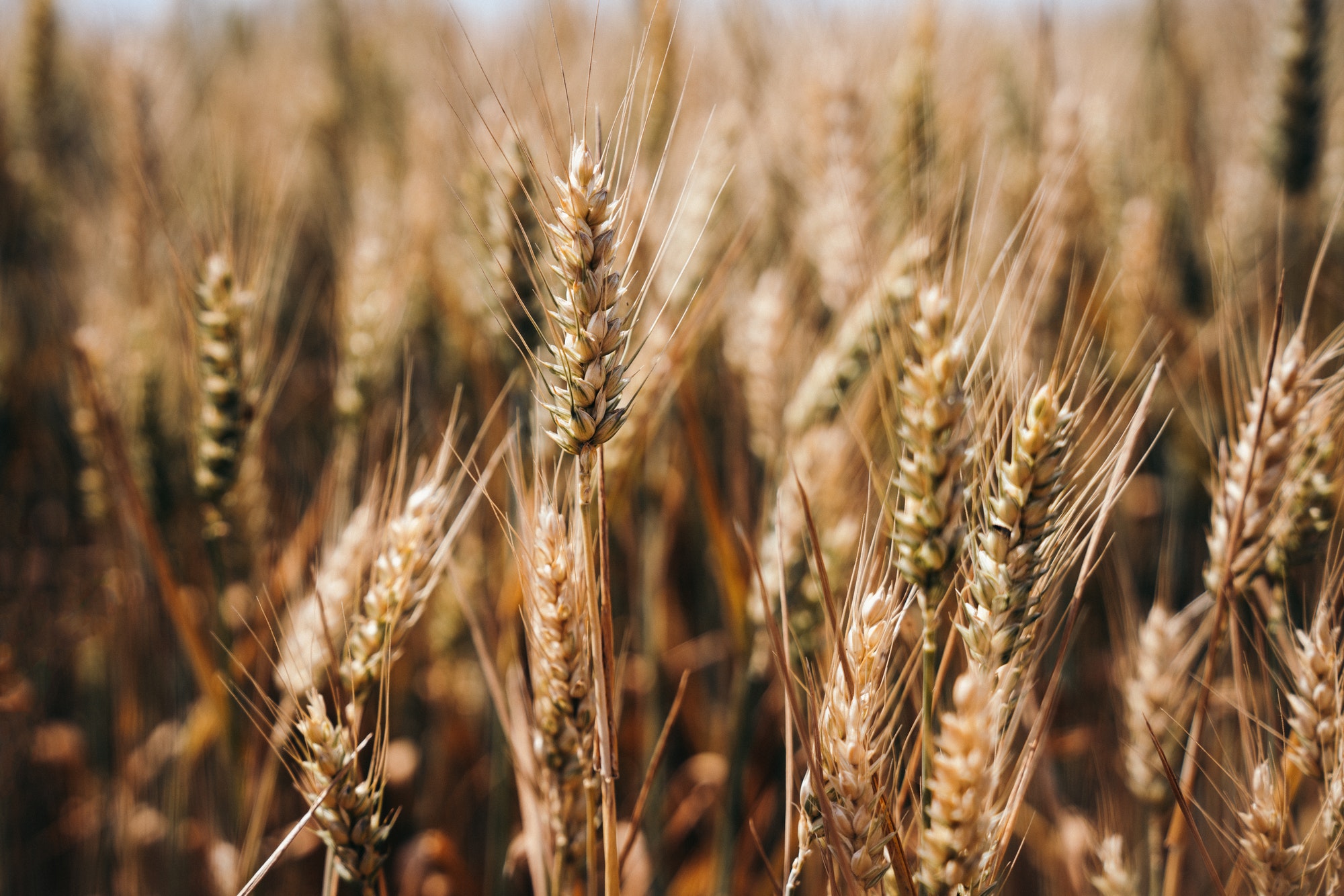 Yellow grain ready for harvest growing in a farm field