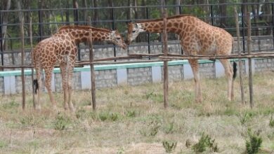 Bengaluru Zoo safe to visit amid Covid: Official
