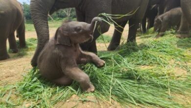 B'luru Zoo names elephant calf after Sudha Murthy