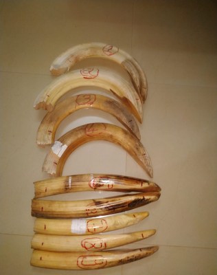 Hippo ivory seized in Karnataka found to have African origin