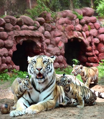 Hyderabad Zoo names tiger cub after Col Santosh Babu