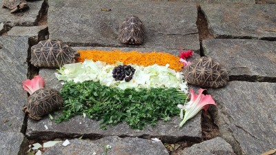 I-Day theme-based food served to Bengaluru zoo animals