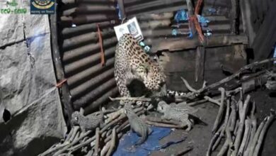 Leopardess