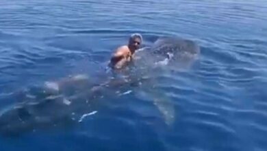 Saudi man takes a ride on an endangered whale shark, video goes viral