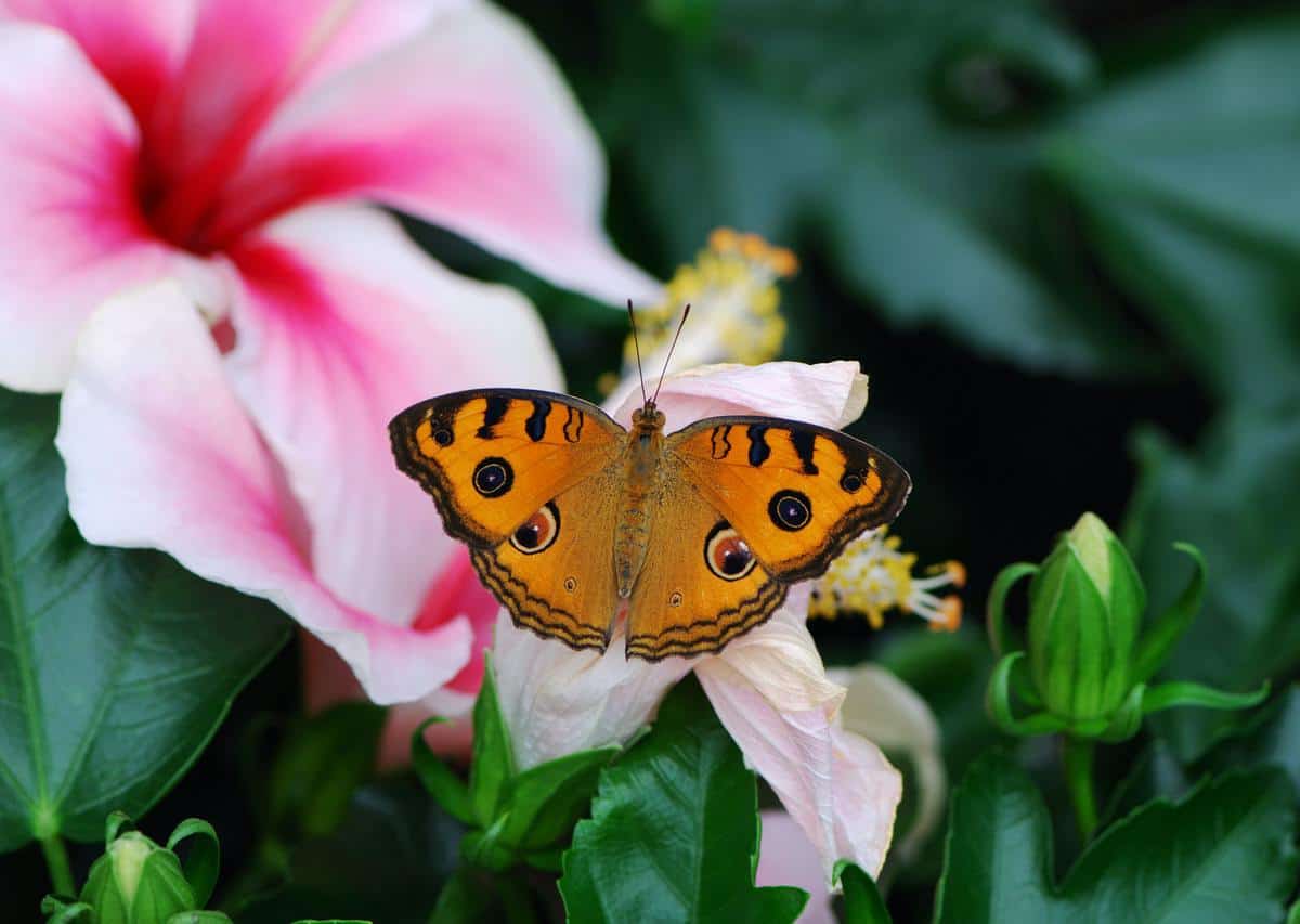 butterfly