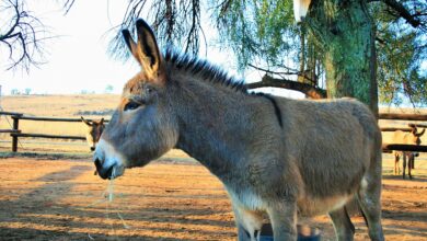 Andhra police rescue 36 donkeys, seize over 500 kg donkey meat