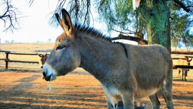 Donkey Milk