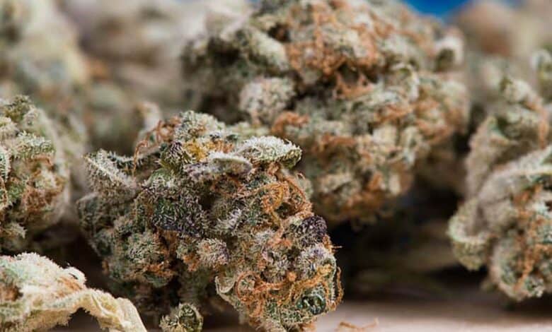 Hyderabad: Police seize 470kg ganja worth Rs 1.2 Cr, arrest 10