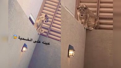 Lion appears in Saudi home as family prepares for sacrifice