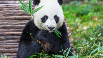 Panda