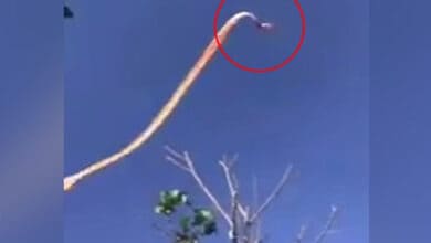 3 yrs girl survives after getting caught in tail of giant kite