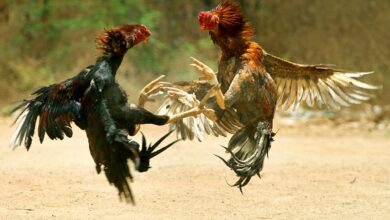 Sankranti cockfighting: Animal rights group urges citizens to report incidents