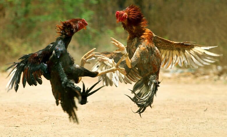 Sankranti cockfighting: Animal rights group urges citizens to report incidents