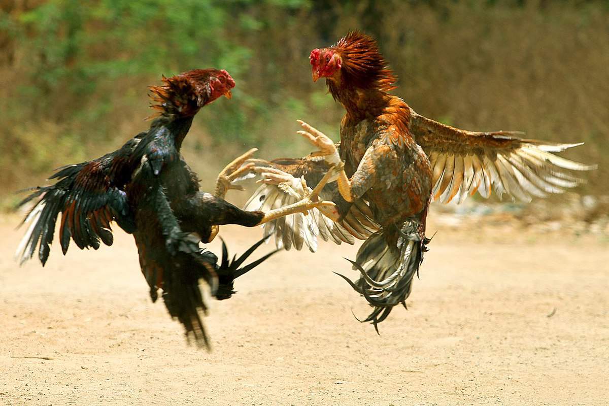 Sankranti cockfighting: Animal rights group urges citizens to report incidents