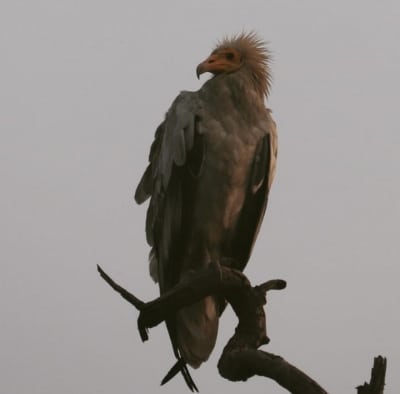 Vulture census in UP soon