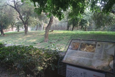 Closure of zoo due to Corona brings relief for animals