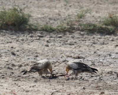 Green activists call for saving vultures from extinction