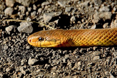 One-year-old swallows snakelet, survives