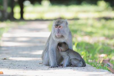 Wildlife population declined by 68% since 1970: WWF