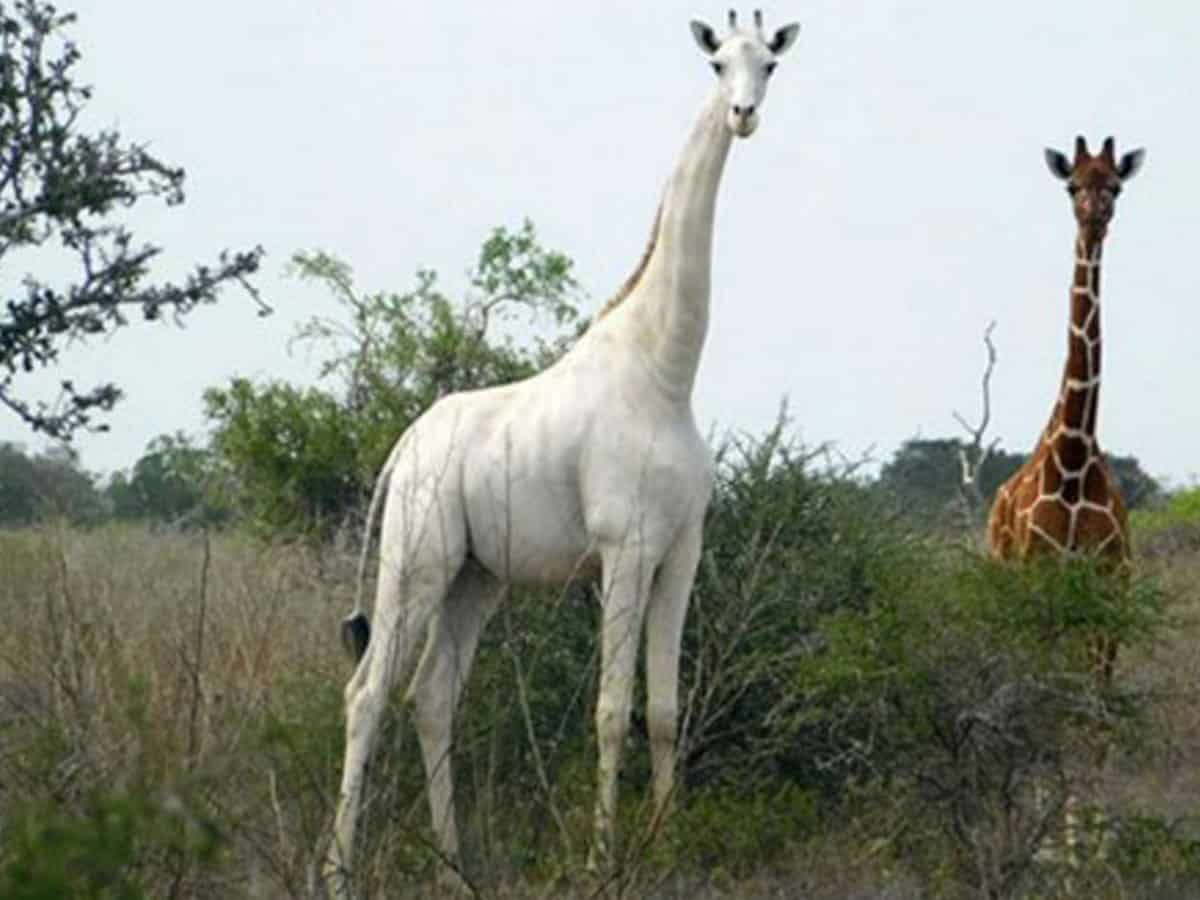 Wildlife population declined by 68% since 1970: WWF