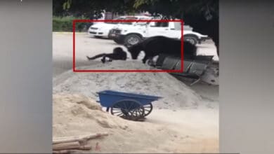 buffalo attacks cop