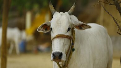 VHP to set up 'Gau Raksha' committees, appoint 'Gau Rakshaks'
