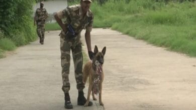 'Polo' gets his first posting: Dog of breed that helped eliminate Osama bin Laden to guard Delhi metro from next week