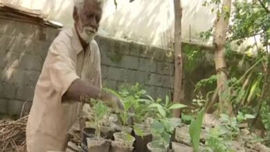 79-yr-old roadside sapling seller's sales double after viral photo