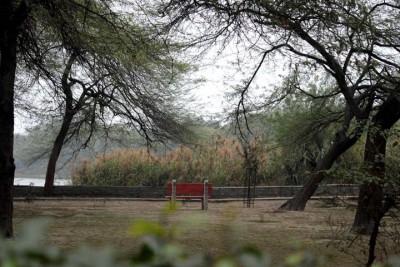 Delhi pollution: Clearing a forest in order to grow a forest