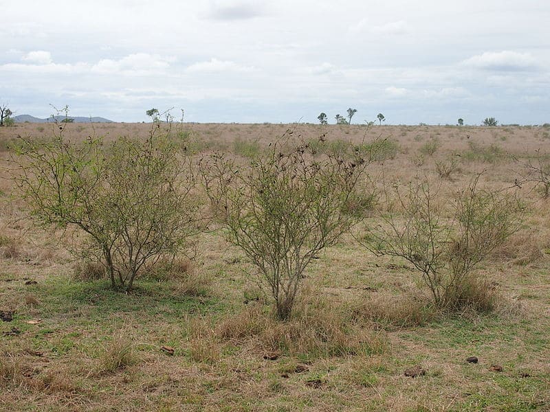 land grabbers encroach