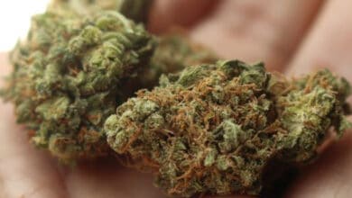 Delivery agent held with 9 kg ganja in Banjara Hills