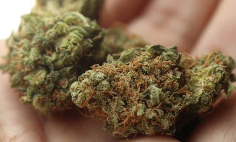 Delivery agent held with 9 kg ganja in Banjara Hills