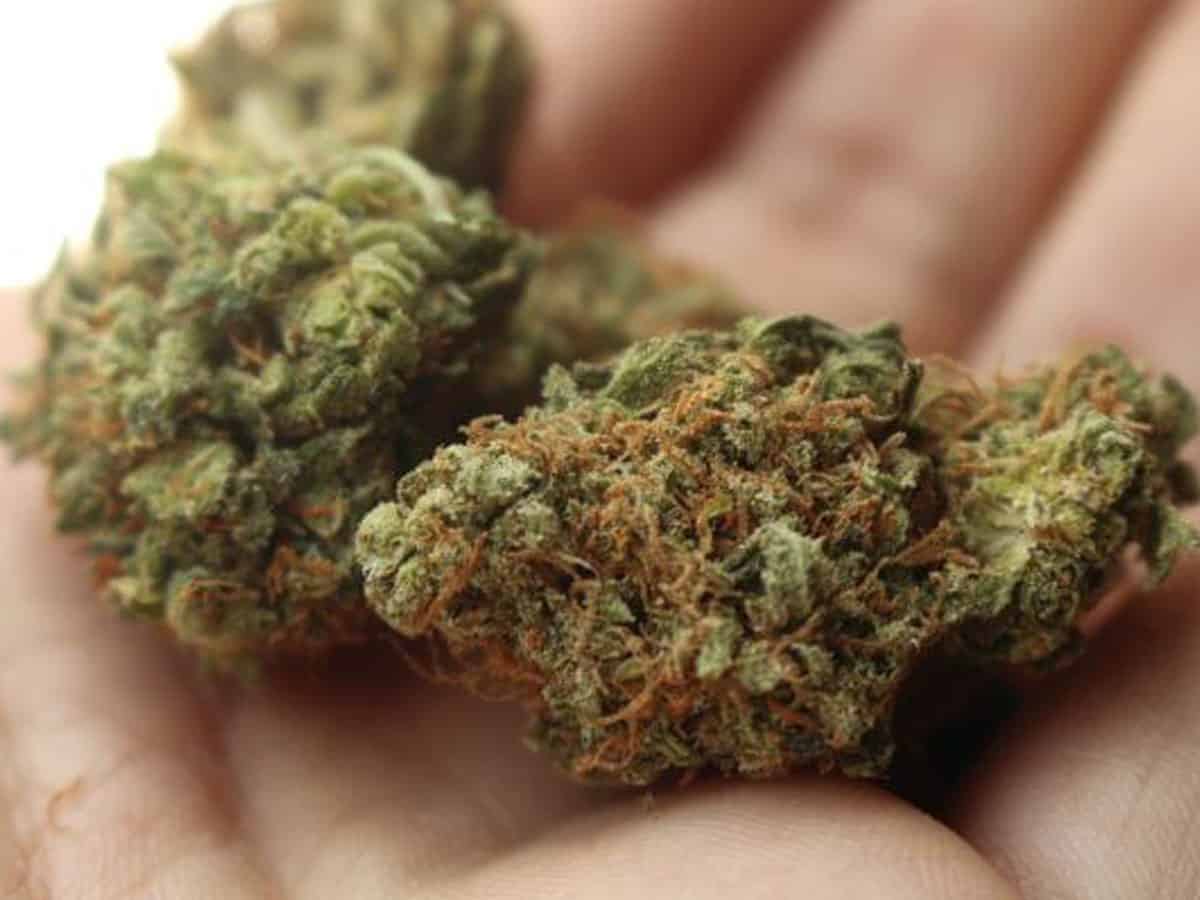 Delivery agent held with 9 kg ganja in Banjara Hills