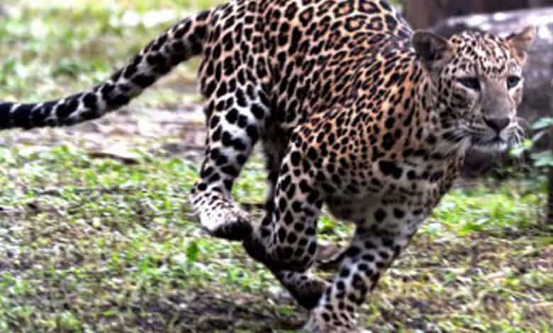 Hyderabad: Leopard spotted in LB Nagar; forest officials on alert