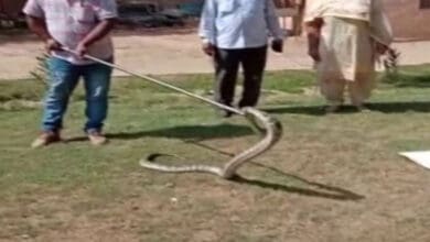 Haryana: 8-foot long python rescued by forest department from car in Hissar's auto market