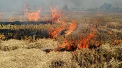 Stubble burning to add 26% to Delhi's air pollution: SAFAR
